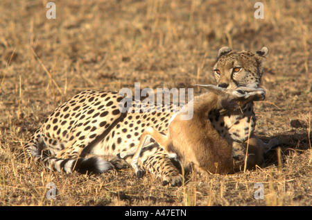 Gepard ersticken frisch gefangen Thomson s Gazelle in Masai Mara National Reserve Kenia in Ostafrika Stockfoto