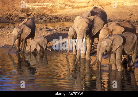 Elefantenherde aus Weibchen und Kälber trinken im Tarangire River Tarangire Nationalpark Tansanias Stockfoto