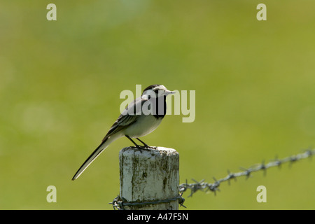 Trauerschnäpper Bachstelze sitzen auf einem Mast Stockfoto