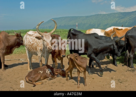 Rinderherde auf Ufer von Lake Albert, Nord-Uganda, Ostafrika, Stockfoto