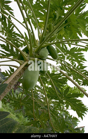 Papaya oder Papaya-Baum mit Früchten, Insel Bioko, Äquatorial-Guinea, Zentralafrika Stockfoto