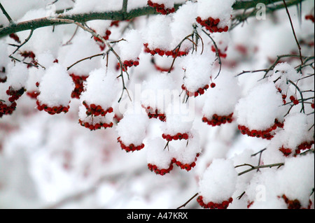 Nahaufnahme von Ast mit Schnee bedeckt Beeren Stockfoto