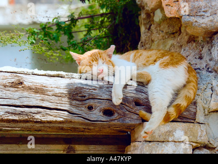 Katze schläft auf Holzbalken mit Steinmauer Sokraki Griechenland Stockfoto