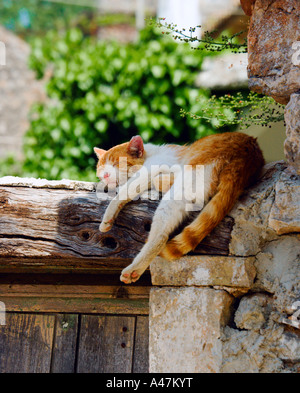 Katze schläft auf Holzbalken mit Steinmauer Sokraki Griechenland Stockfoto
