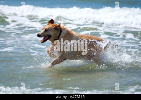 Gelber Labrador läuft im Atlantischen Ozean Stockfoto