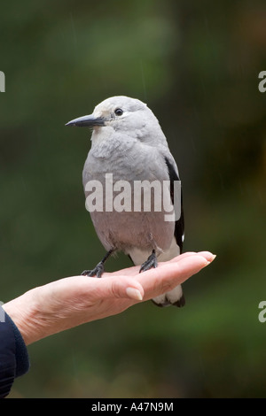 Clarke s Nussknacker gelandet auf einem Touristen offene Hand, die auf der Suche nach Nahrung Stockfoto