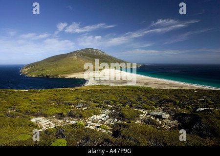 Der Hals auf Saunders Island Falkland Stockfoto