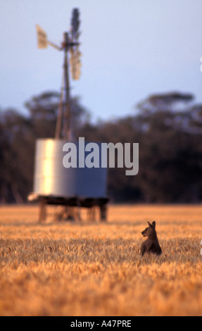 Känguru-Fütterung auf Weizen, Boggabri, New South Wales, Australien Stockfoto