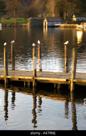 Steg mit Möwen, Waterhead, Lake Windermere, Cumbria, England, UK Stockfoto