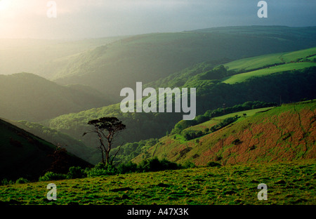 Ein einsamer Baum auf Exmoor Stockfoto