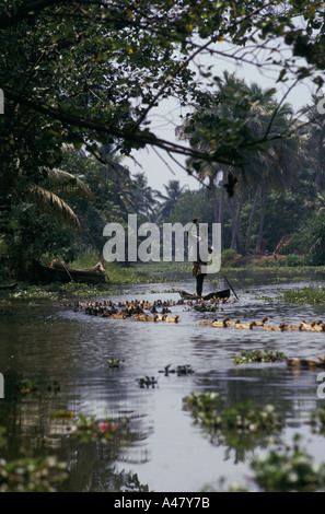 Ente Landwirt flache seinen Weg stromabwärts mit seiner Herde auf dem Fluss oder Backwaters mit Ayemenem Kerala Indien Stockfoto