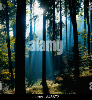 Sunrayes im Laubwald Stockfoto