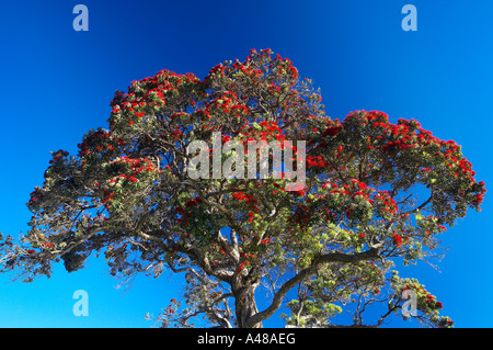 Pohutukawa Baum in voller Blüte Coromandel Halbinsel North Island Neuseeland NR Stockfoto