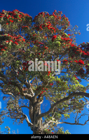 Pohutukawa Baum in voller Blüte Coromandel Halbinsel North Island Neuseeland NR Stockfoto