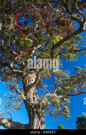 Pohutukawa Baum in voller Blüte Coromandel Halbinsel North Island Neuseeland NR Stockfoto