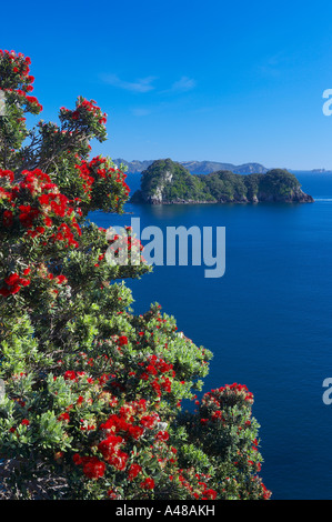 Pohutukawa Baum in voller Blüte in der Nähe von Hahei Coromandel Halbinsel Nordinsel Neuseeland Herr Stockfoto