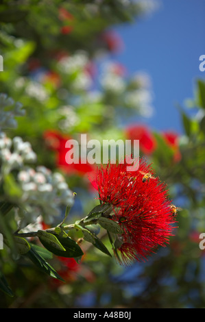 Insekten Summen um die Blume der Pohutukawa Baum am Ufer des die Coromandel Halbinsel North Island Neuseeland NR Stockfoto