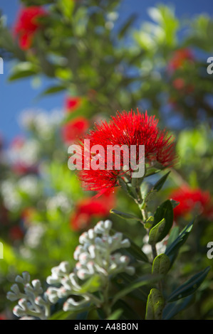 Pohutukawa-Bäume am Ufer des die Coromandel Halbinsel North Island Neuseeland NR Stockfoto