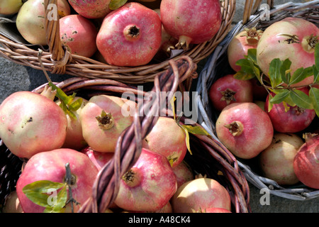 Drei Körbe voller frisch gepflückt Reife Granatäpfel sitzt auf einem Hof in der Herbstsonne Kavala Griechenland Stockfoto