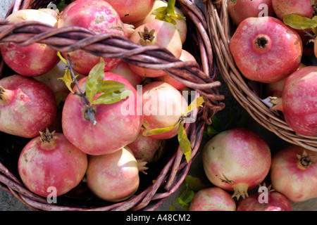 Zwei Körbe überfüllt mit frisch gepflückten Reife Granatäpfel. Stockfoto