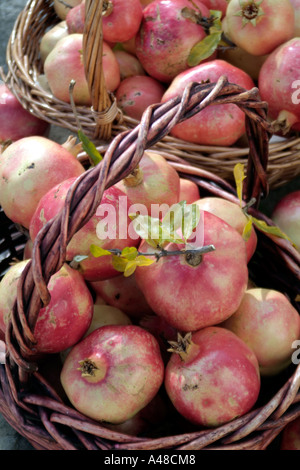 Zwei Körbe überfüllt mit frisch gepflückten Reife Granatäpfel Stockfoto