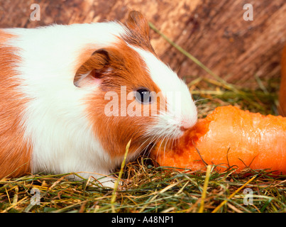 Meerschweinchen Stockfoto