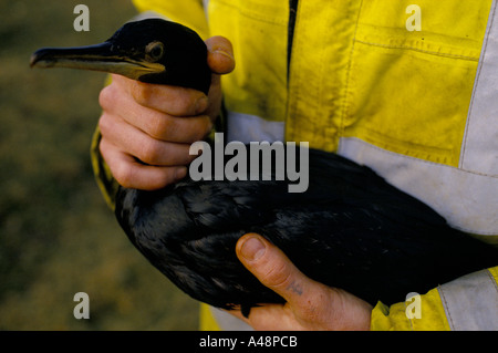 Seevogel bedeckt mit Öl, nachdem die Tanker Braer vor den Shetland-Inseln sank Stockfoto