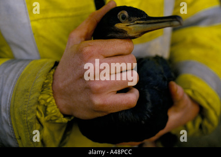 Sea Bird in Öl behandelt, nachdem die Tanker Braer vor Shetlands 1993 sank Stockfoto