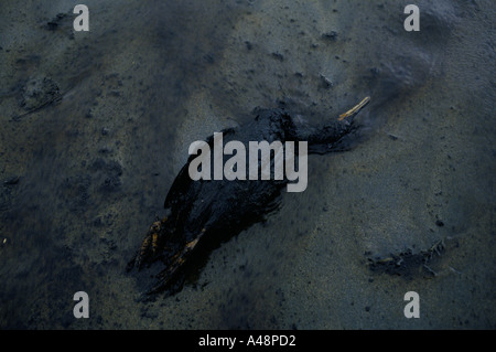 Toter Vogel bedeckt in Öl, nachdem der Öltanker Braer vor Shetland-Inseln 1993 sank Stockfoto