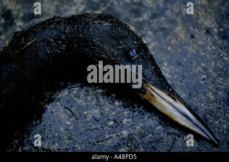 Toter Vogel bedeckt in Öl, nachdem der Öltanker Braer vor Shetland-Inseln 1993 sank Stockfoto