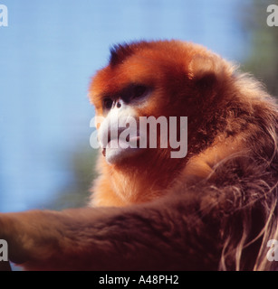Sichuan Golden Monkey Stockfoto