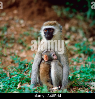 Green Monkey / Grivet Monkey / Vervet Affen Stockfoto