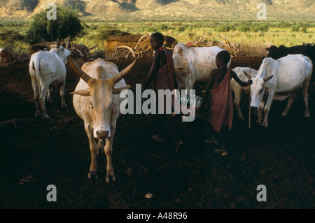 Masai Jungs tragen Coca Cola Kiste mit Flaschen des Getränks durch Herde des Viehs Magadi Kenia 1989 Stockfoto