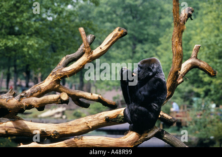 ein Gorilla untersucht Beeren sitzen auf einem Baum in Apenheul Zoo Holland wo 35 Arten von Affen Affen und Lemur frei herumlaufen Stockfoto