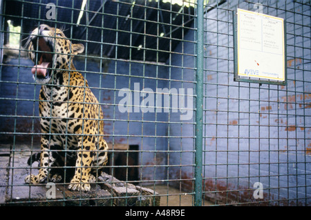 gähnende Jaguar in einem Käfig im Limburger Zoo Genk Belgien Stockfoto