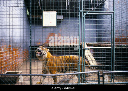 Tiger in einem Käfig im Limburger Zoo Genk Belgien einen Zoo als ein schlechtes Umfeld für Tiere bieten heulen Stockfoto