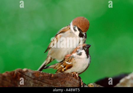 Feldsperling Stockfoto