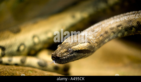 Anaconda Stockfoto