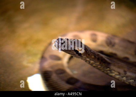 Anaconda Stockfoto