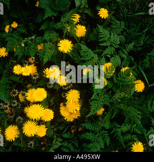 Wilde Blumen Löwenzahn wächst am Straßenrand kurz vor Stockfoto