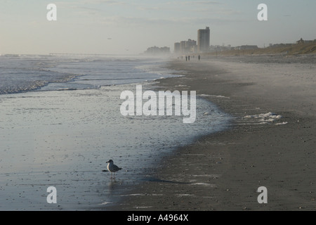 Möwe und Wellen auf Jacksonville Beach Jacksonville Florida USA Stockfoto