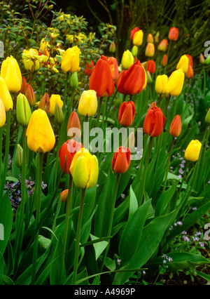 Gardening spring flowers red and yellow tulips growing in garden Stockfoto