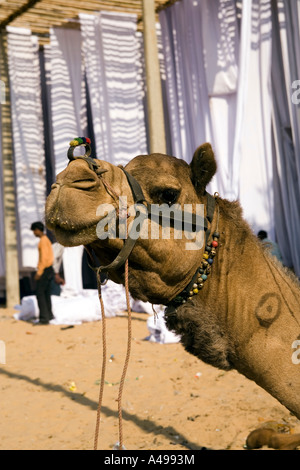 Indien Rajasthan Handwerk Sanganer Textilien Kopf von Kamel und Stoffbahnen auf Gestellen in der Sonne trocknen Stockfoto