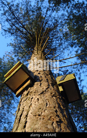 Fledermauskästen an Kiefer in Puddletown Wald Dorset befestigt Stockfoto