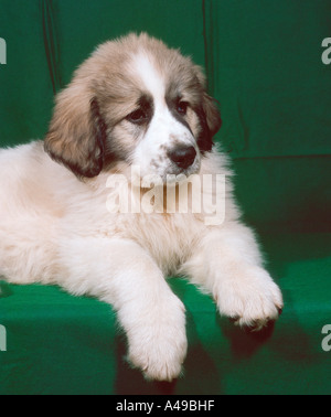 Pyrenäen-Moutain-Hund Stockfoto