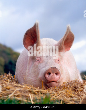 Hausschwein Stockfoto