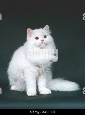 Perserkatze Stockfoto