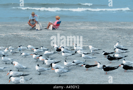 Königliche Tern / Skimmer schwarz Stockfoto