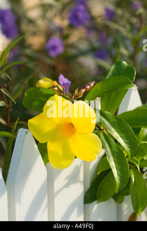 USA Florida Keys gelb Allamanda Blume auf weißen Lattenzaun mit lila Blüten im Hintergrund Stockfoto