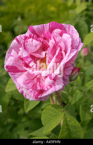 Gestreifte Blüte der alten rose Rosa Gallica versicolor oder Rosa Mundi hautnah Stockfoto